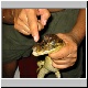 Close Caiman.jpg