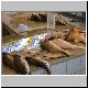 Fish at Market.jpg