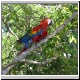 Macaw.jpg