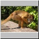 Monkey Ass.jpg