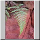 Pit Fern.JPG