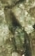 actinolite 4916